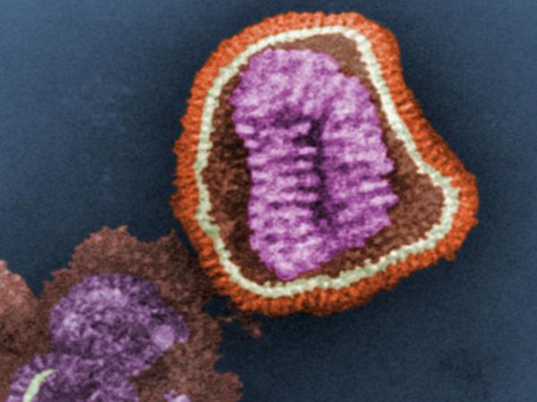 Influenza Protein, MIT